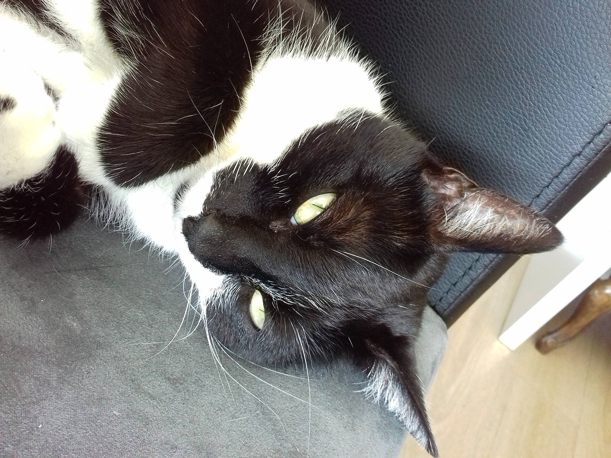 Missy participe au concours pour gagner de l'argent avec cette photo : black_cat, carnivore, cat, ear, eye, felidae, fur, hair, kitten, long_hair, nose, photography, polydactyl_cat, small_to_medium_sized_cats, snout, tail, whiskers