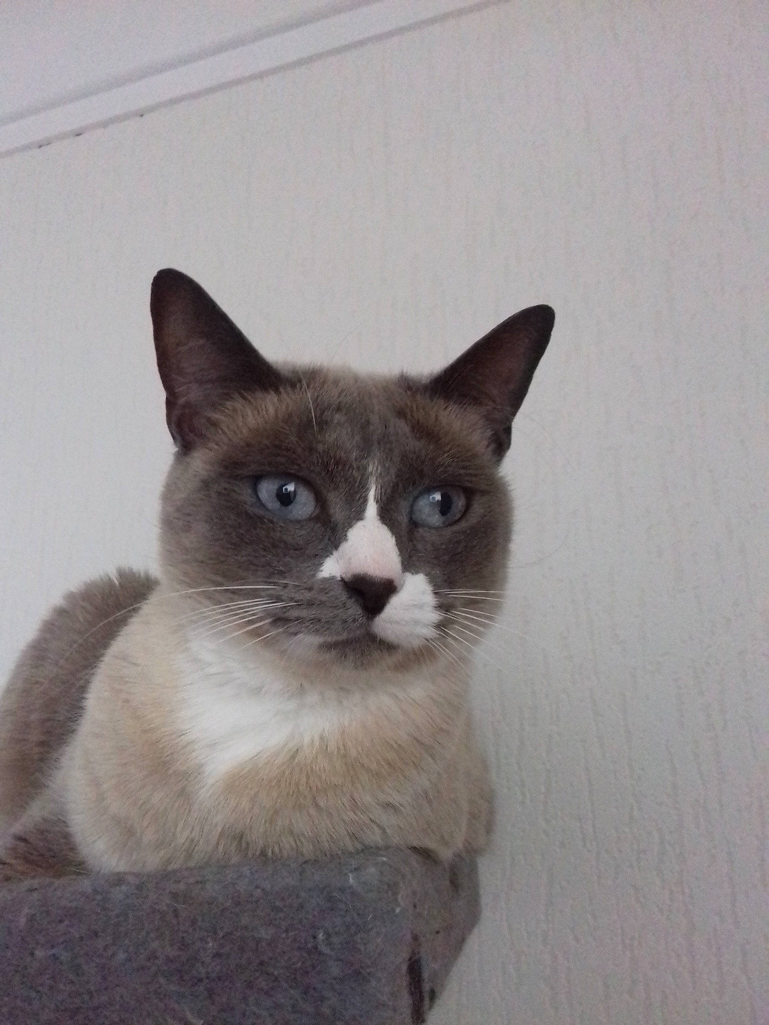 Kaly a rejoint le concours — aidez-le/la à gagner de superbes lots ! burmese, carnivore, cat, domestic_short_haired_cat, fawn, felidae, kitten, mammal, ojos_azules, siamese, small_to_medium_sized_cats, snowshoe, thai, tonkinese, vertebrate, whiskers