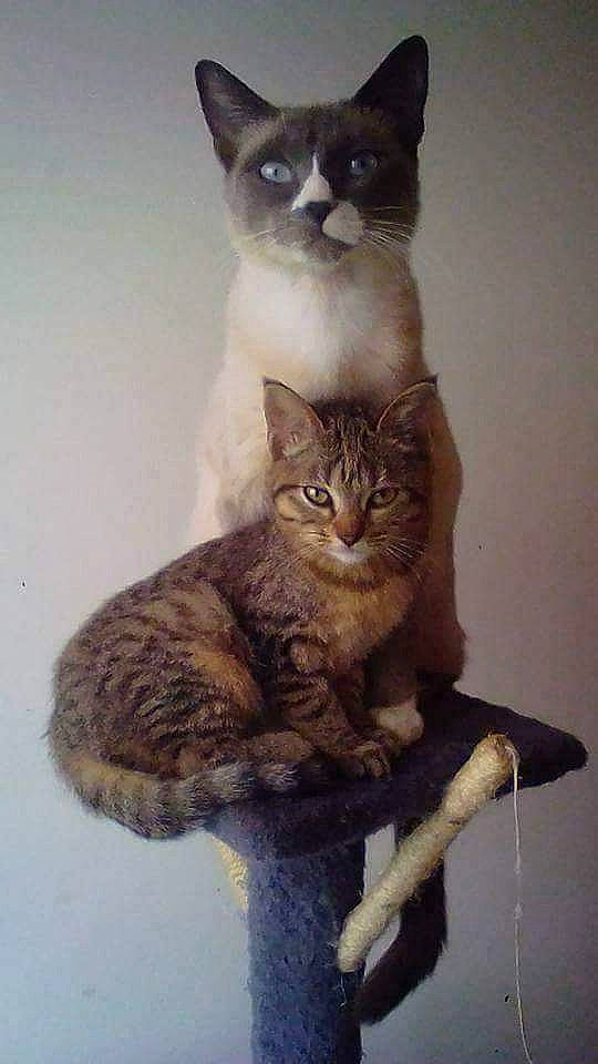 Kaly participe au concours pour gagner de l'argent avec cette photo : american_wirehair, asian, carnivore, cat, domestic_short_haired_cat, european_shorthair, fawn, felidae, german_rex, kitten, mammal, ojos_azules, polydactyl_cat, small_to_medium_sized_cats, tabby_cat, tail, whiskers