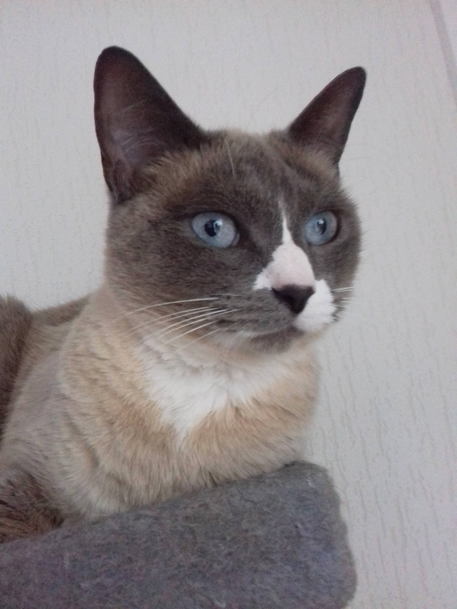 Kaly participe au concours pour gagner de l'argent avec cette photo : asian, burmese, carnivore, cat, domestic_short_haired_cat, felidae, javanese, kitten, korat, mammal, ojos_azules, siamese, small_to_medium_sized_cats, snowshoe, thai, tonkinese, vertebrate, whiskers