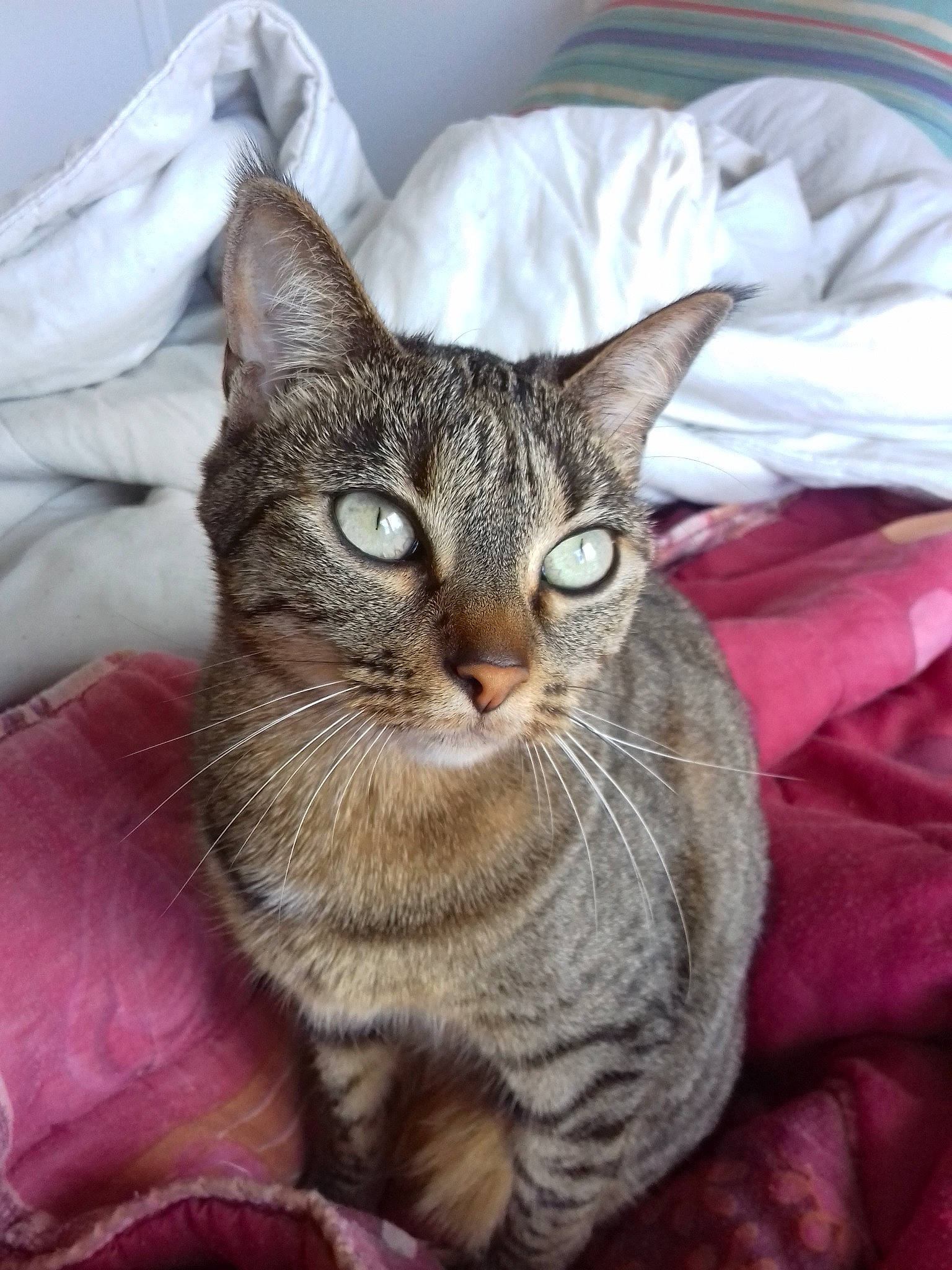 Nala participe au concours pour gagner de l'argent avec cette photo : american_shorthair, american_wirehair, asian, australian_mist, california_spangled, carnivore, cat, chausie, domestic_short_haired_cat, dragon_li, european_shorthair, felidae, german_rex, mammal, ocicat, pixie_bob, small_to_medium_sized_cats, tabby_cat, vertebrate, whiskers