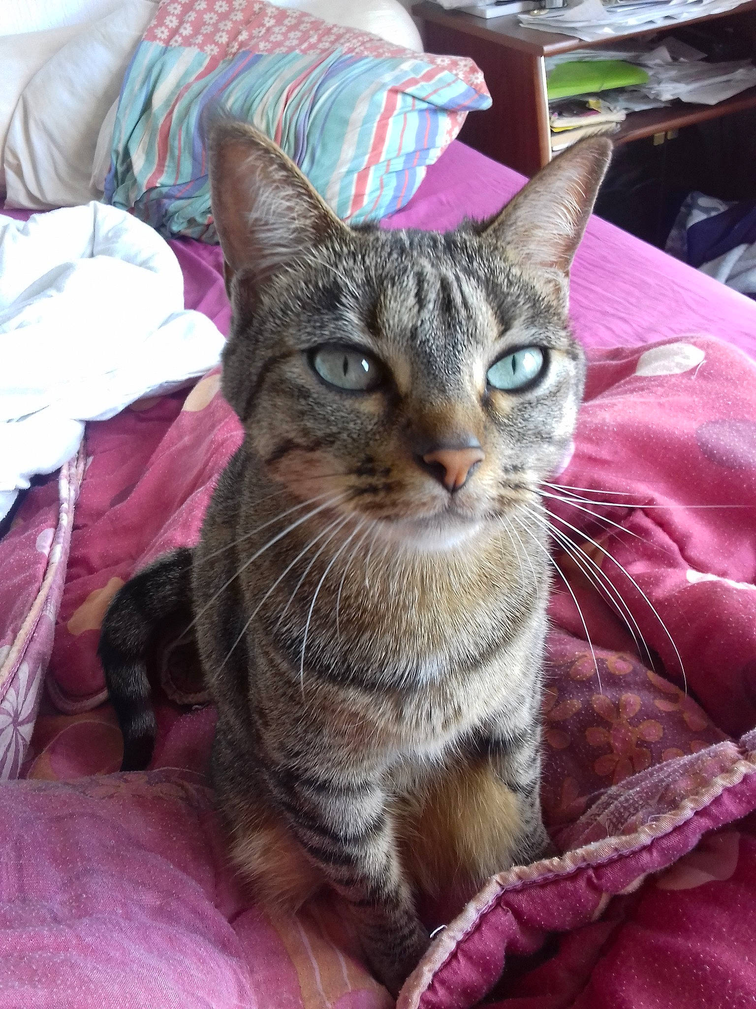 Nala a rejoint le concours — aidez-le/la à gagner de superbes lots ! american_shorthair, asian, australian_mist, bengal, carnivore, cat, chausie, domestic_short_haired_cat, dragon_li, european_shorthair, felidae, german_rex, kitten, mammal, pixie_bob, small_to_medium_sized_cats, tabby_cat, whiskers