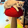 Aoife joined the competition — help win amazing prizes! kitten, cat, pet, indoor, furniture, cat_scratch_post, red, white, curious, animal, cute, playful, toy, floor, carpet, cozy, feline, paws, relaxed, home