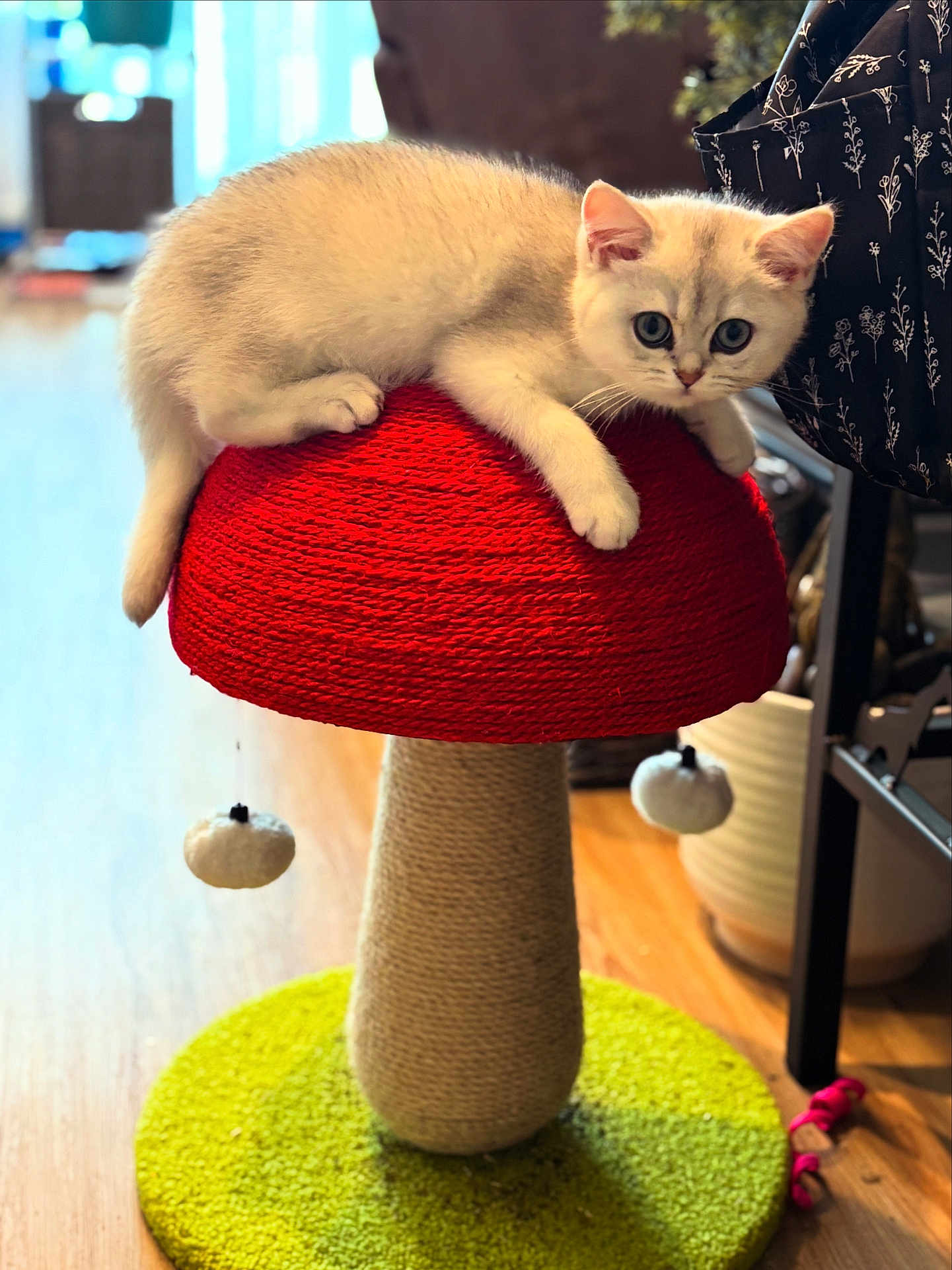 Aoife joined the competition — help win amazing prizes! kitten, cat, pet, indoor, furniture, cat_scratch_post, red, white, curious, animal, cute, playful, toy, floor, carpet, cozy, feline, paws, relaxed, home