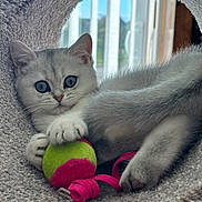 Aoife is registered to the contest to win money with this photo: kitten, cat, toy, ball, gray_fur, blue_eyes, pet, indoor, window, soft_texture, tunnel, playful, cute, feline, whiskers, paw, closeup, relaxed, curious, domestic_animal