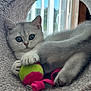 kitten, cat, toy, ball, gray_fur, blue_eyes, pet, indoor, window, soft_texture, tunnel, playful, cute, feline, whiskers, paw, closeup, relaxed, curious, domestic_animal