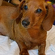 Austin joined the competition — help win amazing prizes! animal, blanket, brown_dog, canine, closeup, companion, cute, dachshund, dog, domestic_animal, ears, flower, fur, indoor, laying_down, nose, paw, pet, portrait, relaxed