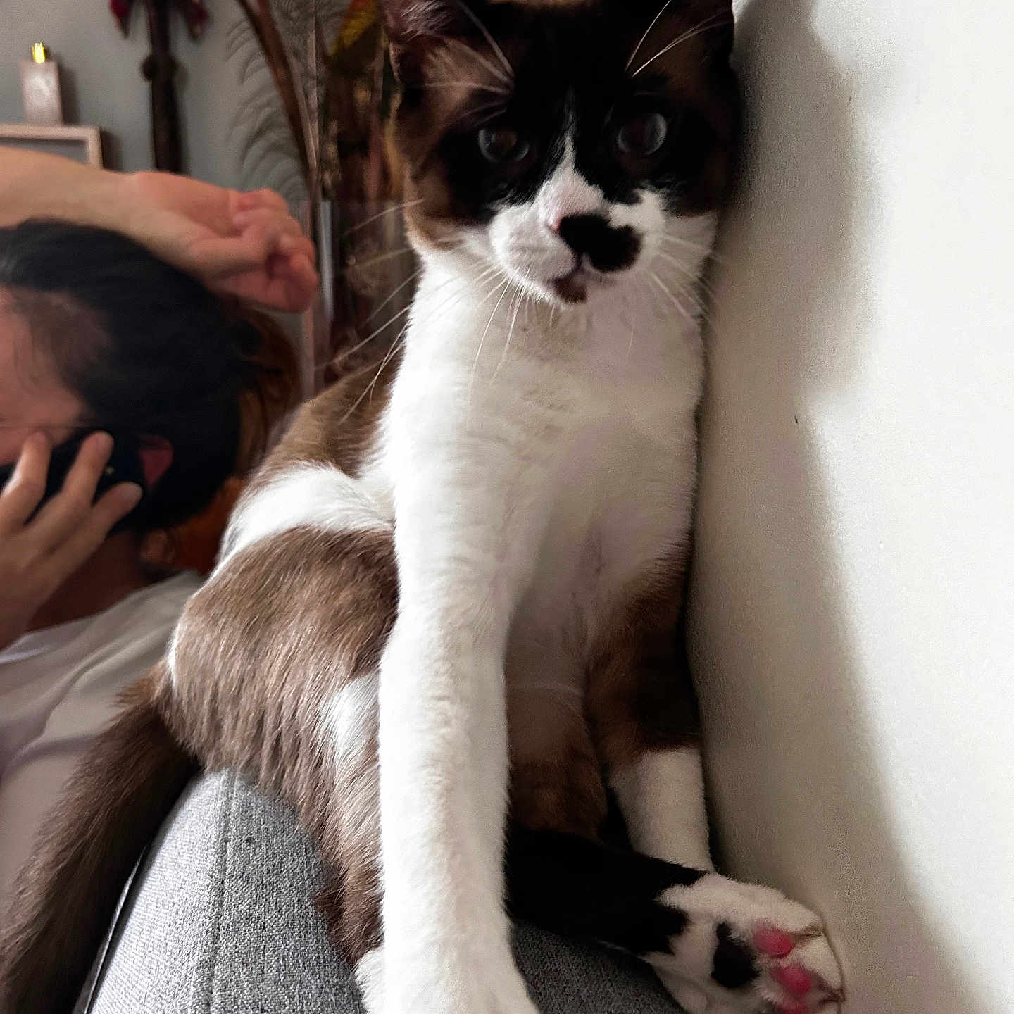 Zébulon participe au concours pour gagner de l'argent avec cette photo : adult, animal, art, bodypart, cat, chair, couch, cushion, face, female, finger, furniture, hand, head, homedecor, kitten, painting, person, pet, woman