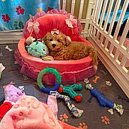 Kali is registered to the contest to win money with this photo: puppy, dog, pink_bed, bow, toys, blanket, playpen, paw_prints, bones, plush_toy, rope_toy, chew_toy, cute, pet, indoors, cozy, fur, animal, resting, pink