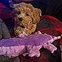 Kali is registered to the contest to win money with this photo: puppy, dog, curly_fur, pink_collar, plush_toy, purple_toy, alligator_toy, blanket, red_and_black, person, white_shirt, phone, indoor, cozy, cute, pet, animal, soft_toy, relaxing, furniture