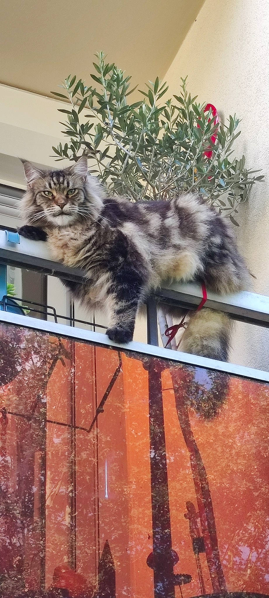 Phoenyx a rejoint le concours — aidez-le/la à gagner de superbes lots ! art, carnivore, cat, claw, domestic_short_haired_cat, felidae, fur, house, metal, paw, plant, small_to_medium_sized_cats, snout, tail, tints_and_shades, tree, visual_arts, whiskers, window