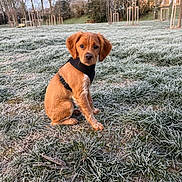 Aurion a rejoint le concours — aidez-le/la à gagner de superbes lots ! puppy, dog, grass, frost, outdoor, winter, nature, park, animal, pet, brown, young, sitting, harness, trees, field, cute, daylight, landscape, cold
