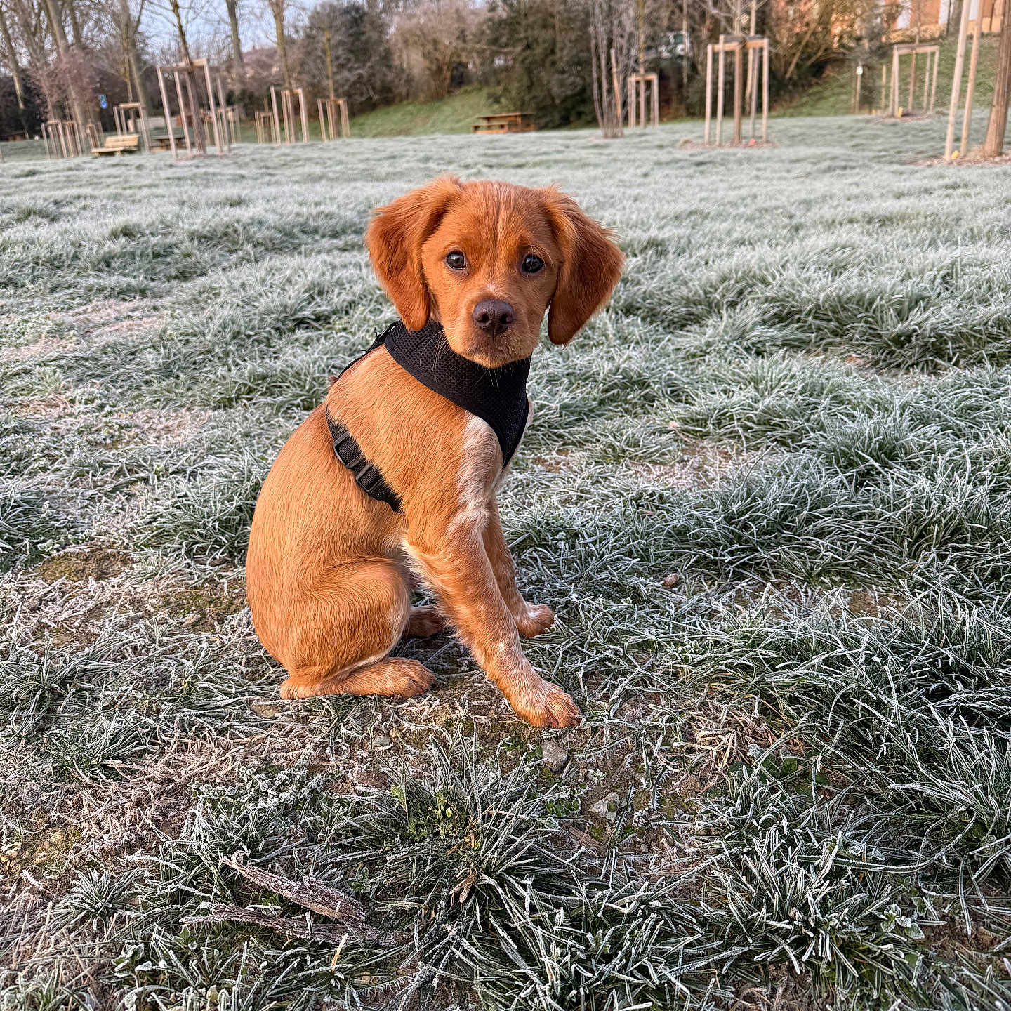 Aurion a rejoint le concours — aidez-le/la à gagner de superbes lots ! animal, brown, cold, cute, daylight, dog, field, frost, grass, harness, landscape, nature, outdoor, park, pet, puppy, sitting, trees, winter, young