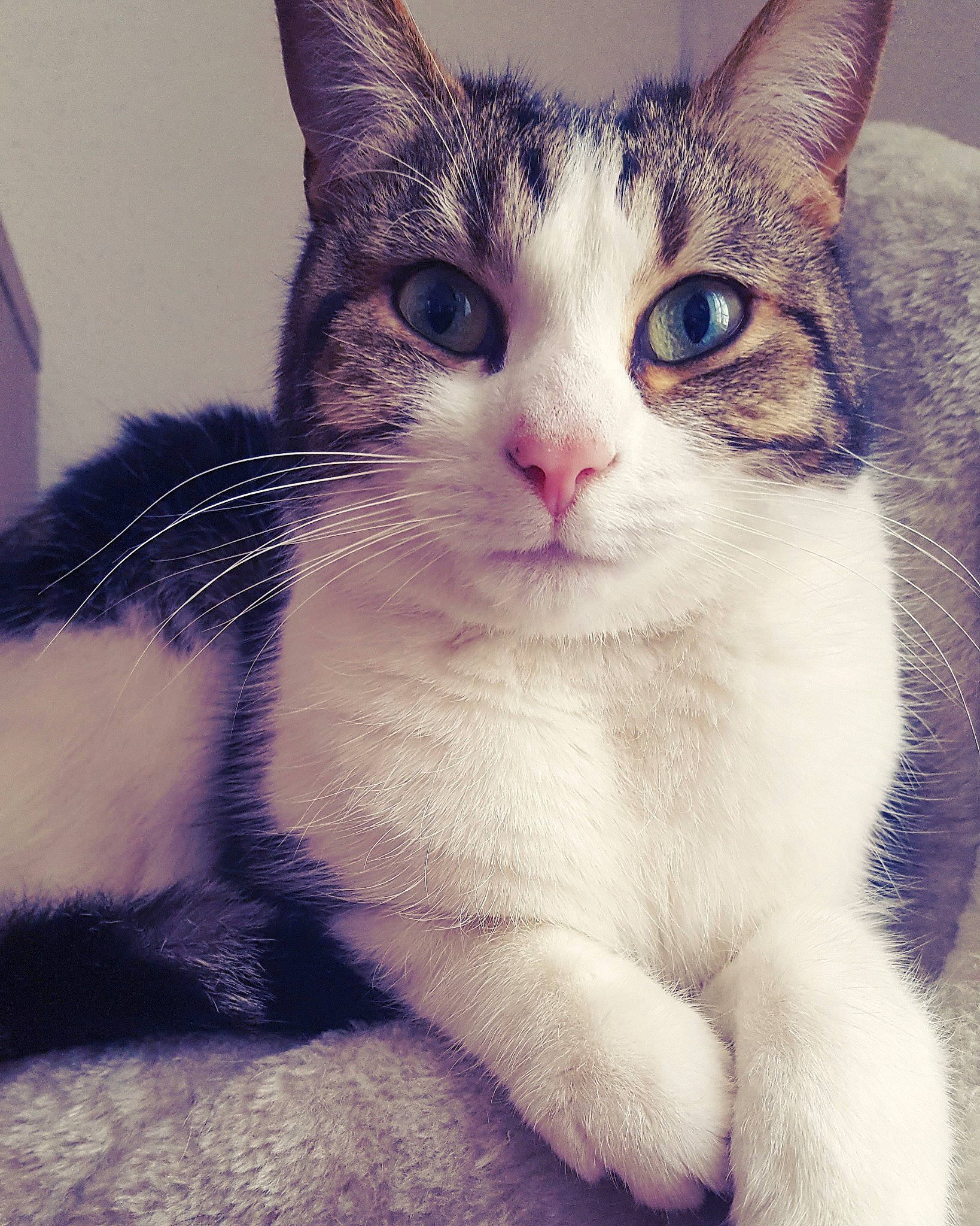 Indie participe au concours pour gagner de l'argent avec cette photo : aegean_cat, american_wirehair, asian, carnivore, cat, domestic_short_haired_cat, ear, european_shorthair, eye, felidae, fur, kitten, mammal, nose, ojos_azules, small_to_medium_sized_cats, snout, tabby_cat, vertebrate, whiskers