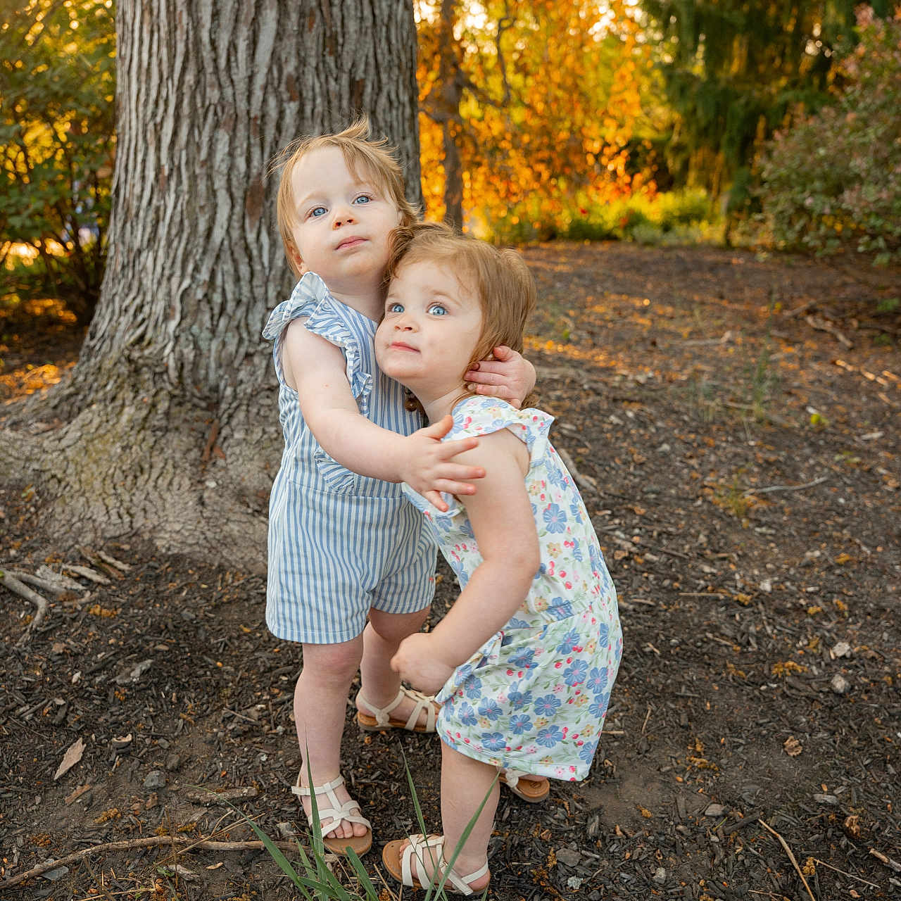 Josefina-Ravenna is registered to the contest to win money with this photo: children, toddlers, hug, outdoor, tree, autumn, sunlight, nature, grass, dirt, blue_eyes, summer_dress, striped_outfit, sandals, friendship, cute, playful, young_children, siblings, warm_light