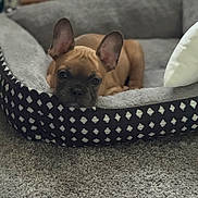 Dexter is registered to the contest to win money with this photo: dog, puppy, french_bulldog, dog_bed, carpet, indoor, pet, animal, resting, ears, brown, cute, cozy, pattern, soft, comfortable, lying_down, looking, domestic, young