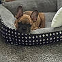 dog, puppy, french_bulldog, dog_bed, carpet, indoor, pet, animal, resting, ears, brown, cute, cozy, pattern, soft, comfortable, lying_down, looking, domestic, young