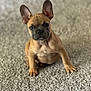 french_bulldog, puppy, dog, pet, carpet, indoor, cute, ears, brown, animal, young, sitting, looking, portrait, fur, companion, adorable, canine, friendly, domestic