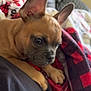 Dexter is registered to the contest to win money with this photo: puppy, dog, blanket, plaid, cozy, indoor, couch, ears, close_up, pet, animal, resting, cute, young, fur, brown, black, focus, domestic_animal, companion
