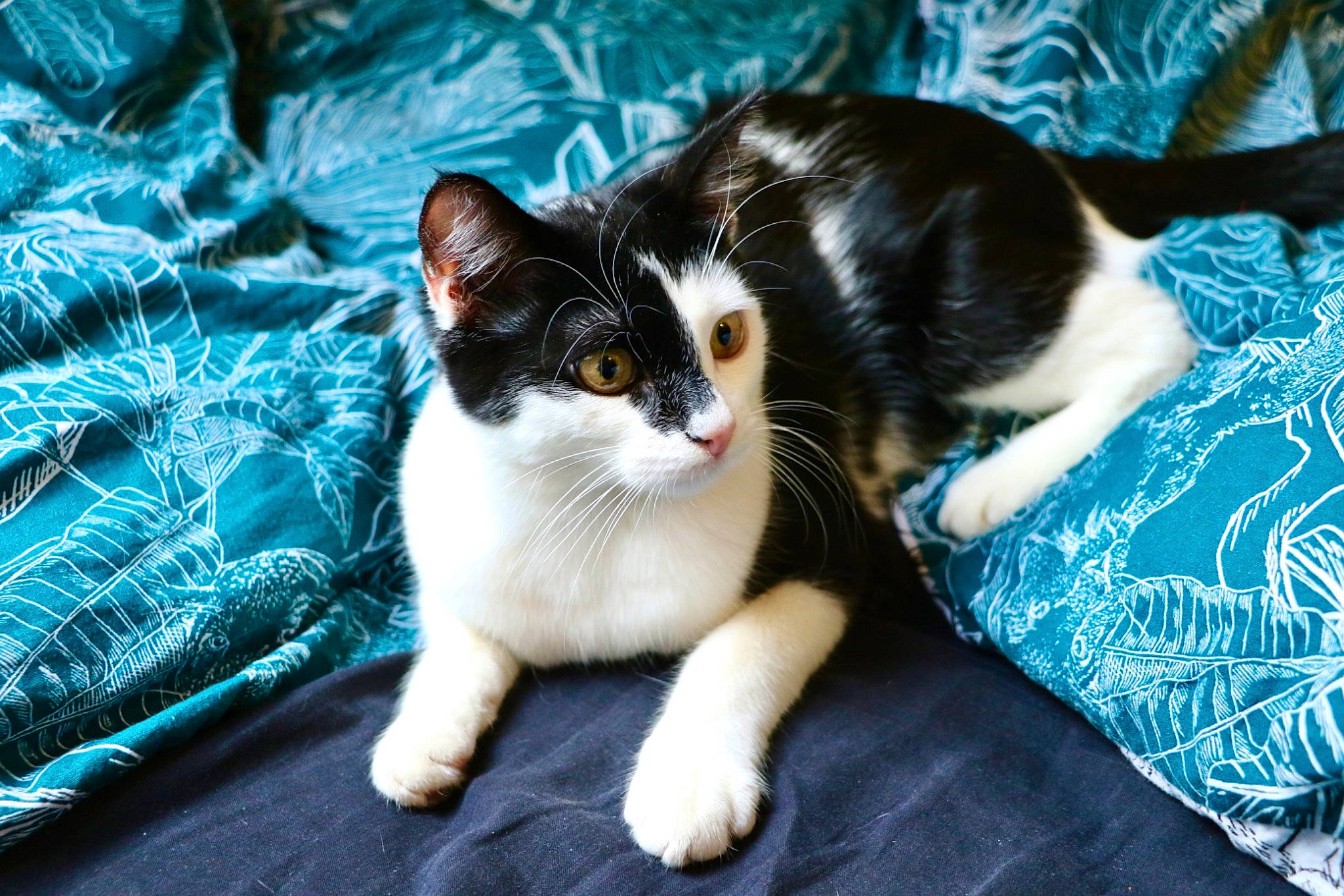 Jasmine a rejoint le concours — aidez-le/la à gagner de superbes lots ! carnivore, cat, claw, comfort, domestic_short_haired_cat, electric_blue, felidae, fur, grass, linens, paw, sitting, small_to_medium_sized_cats, snout, tail, whiskers