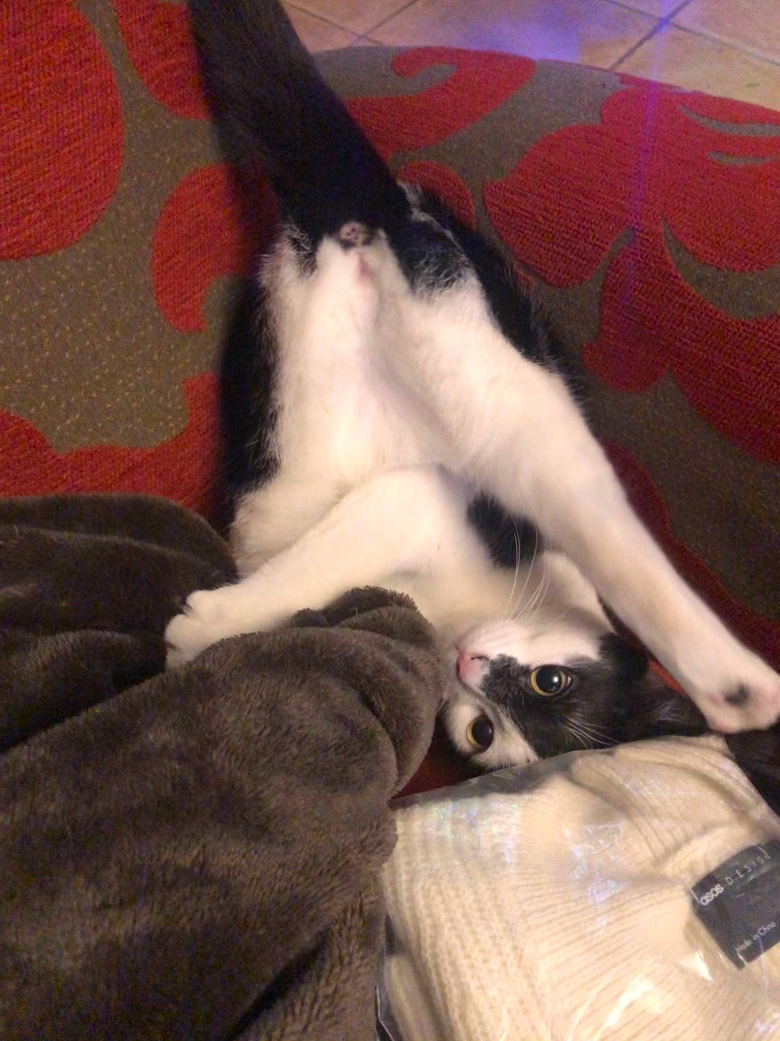 Jasmine a rejoint le concours — aidez-le/la à gagner de superbes lots ! carnivore, cat, claw, comfort, companion_dog, dog_breed, domestic_short_haired_cat, felidae, foot, fur, human_leg, lap, leg, linens, paw, small_to_medium_sized_cats, sporting_group, tail, thigh, whiskers