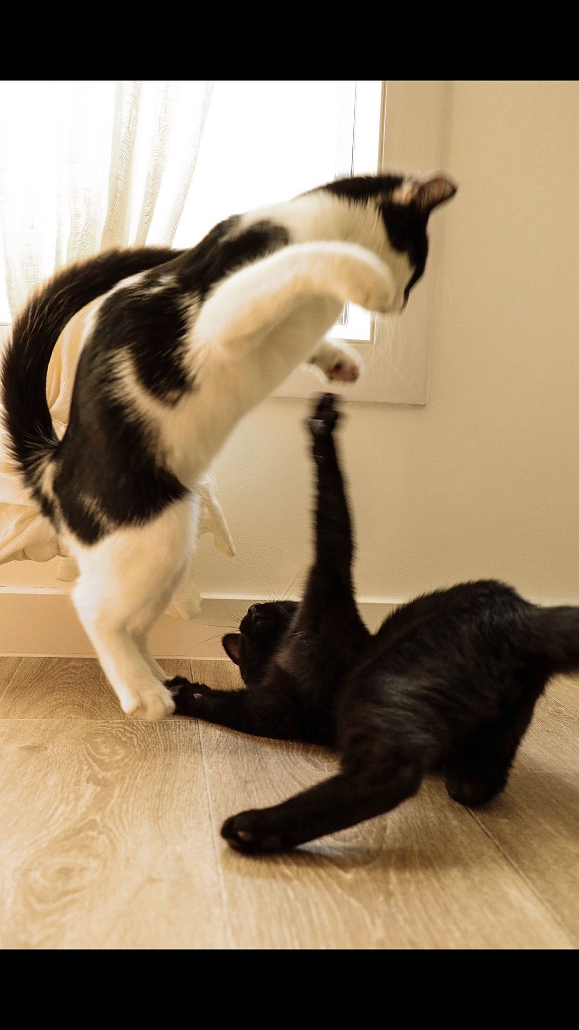 Jasmine a rejoint le concours — aidez-le/la à gagner de superbes lots ! carnivore, cat, claw, comfort, felidae, flooring, foot, fur, gesture, hardwood, mammal, paw, small_to_medium_sized_cats, tail, terrestrial_animal, vertebrate, whiskers, wood