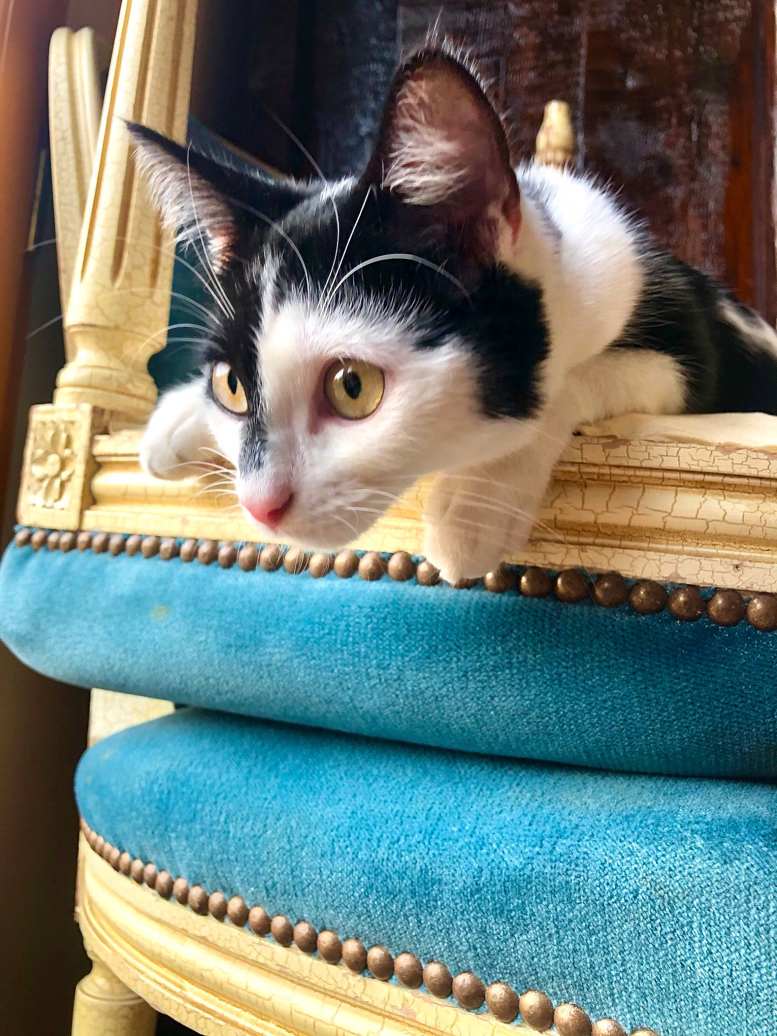 Jasmine a rejoint le concours — aidez-le/la à gagner de superbes lots ! basket, box, carnivore, cat, cat_furniture, cat_supply, comfort, domestic_short_haired_cat, fashion_accessory, felidae, fur, linens, paw, pet_supply, serveware, sitting, small_to_medium_sized_cats, tail, whiskers, wicker