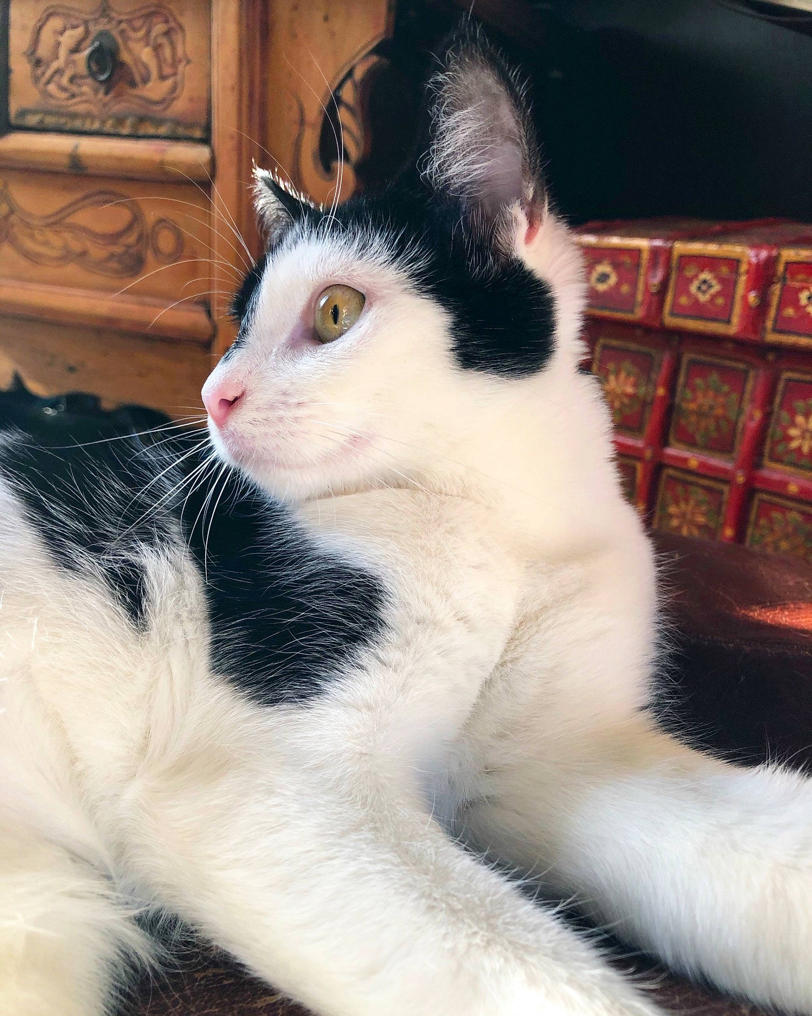 Jasmine a rejoint le concours — aidez-le/la à gagner de superbes lots ! bookcase, carnivore, cat, chest_of_drawers, claw, comfort, domestic_short_haired_cat, drawer, eye, felidae, fur, paw, shelf, sitting, small_to_medium_sized_cats, snout, tail, terrestrial_animal, whiskers, window