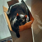 Jasper joined the competition — help win amazing prizes! animal, black_cat, box, cardboard_box, cat, cozy, cute, domestic_cat, feline, fur, home, indoor, light, pet, relaxed, resting, shadow, sunlight, whiskers, wooden_floor