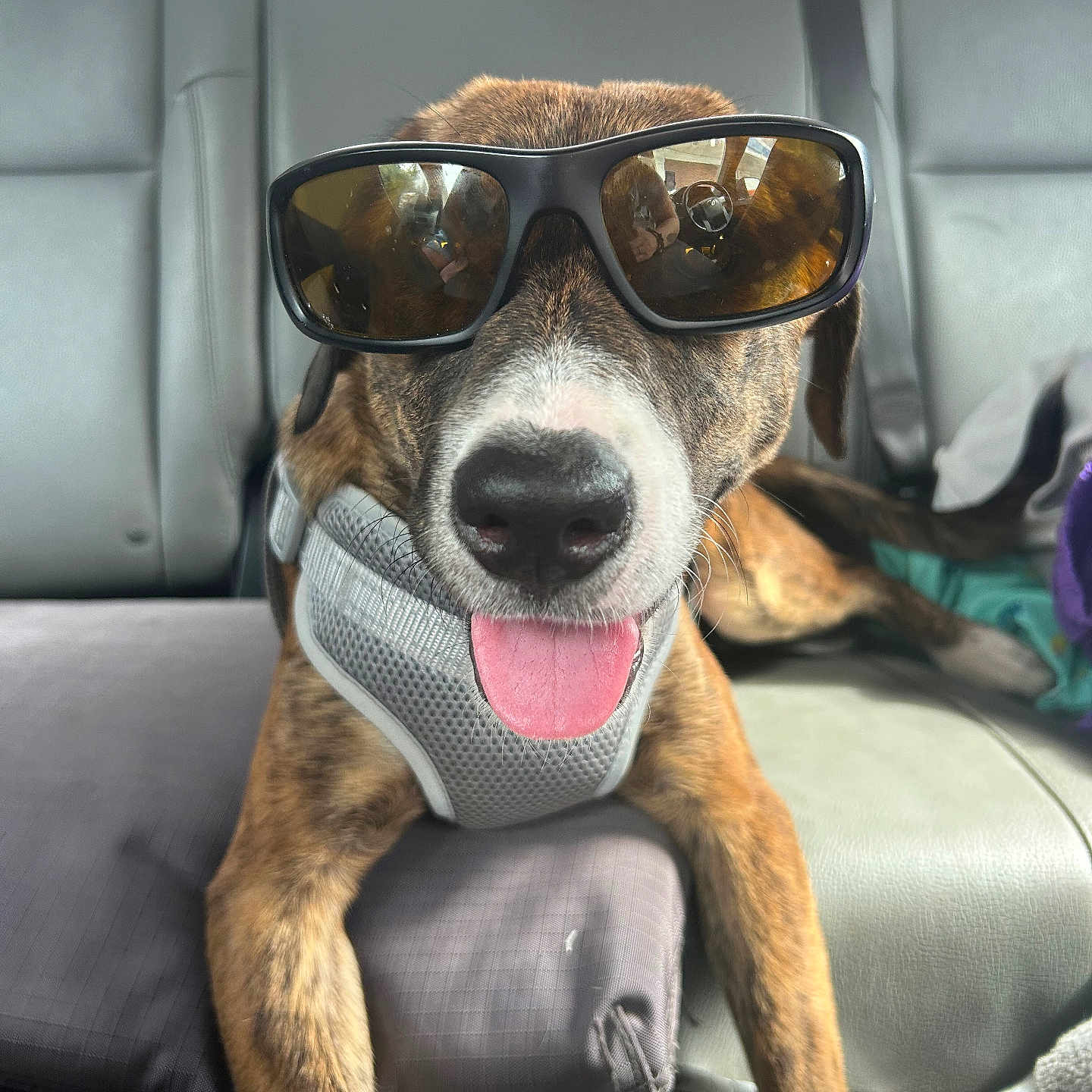 Brin is registered to the contest to win money with this photo: accessories, adult, animal, belt, canine, cushion, dog, face, glasses, head, headrest, homedecor, hound, male, man, person, pet, photography, puppy, sunglasses