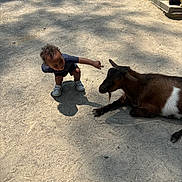 Amarion joined the competition — help win amazing prizes! child, toddler, goat, animal, outdoor, sunlight, shadow, dirt, curious, crouching, petting_zoo, nature, daylight, young_child, casual_clothing, shorts, sneakers, tree, interaction, resting_animal