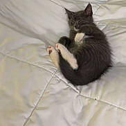 Smokey Robinson joined the competition — help win amazing prizes! kitten, cat, sleeping, curled_up, gray_cat, white_paws, bed, quilt, cozy, pet, animal, fur, cute, resting, indoor, small, adorable, paw, whiskers, feline