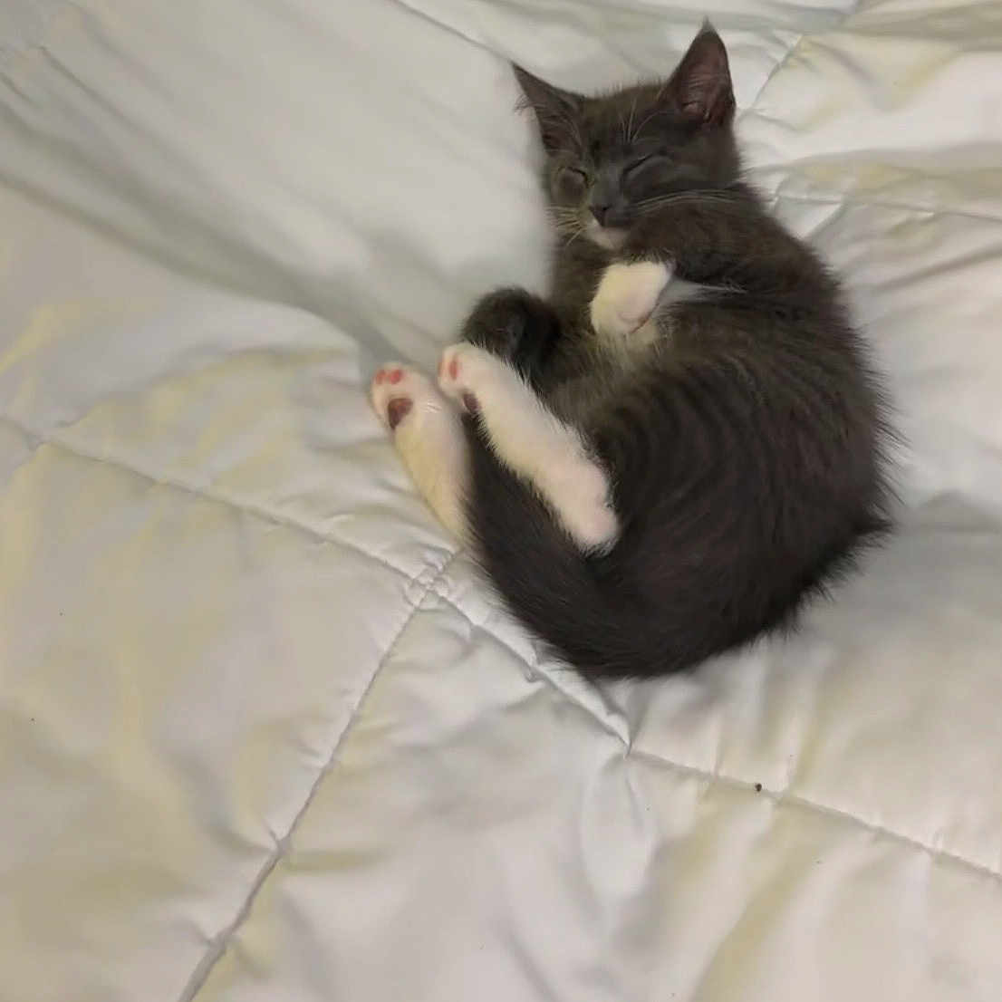 Smokey Robinson joined the competition — help win amazing prizes! kitten, cat, sleeping, curled_up, gray_cat, white_paws, bed, quilt, cozy, pet, animal, fur, cute, resting, indoor, small, adorable, paw, whiskers, feline