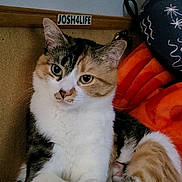 Kai joined the competition — help win amazing prizes! cat, calico_cat, pet, animal, feline, indoor, cushion, blanket, paw, fur, relaxed, cute, whiskers, ears, face, sitting, cozy, home, domestic_animal, resting