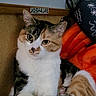 cat, calico_cat, pet, animal, feline, indoor, cushion, blanket, paw, fur, relaxed, cute, whiskers, ears, face, sitting, cozy, home, domestic_animal, resting