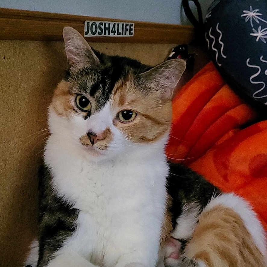 Kai joined the competition — help win amazing prizes! cat, calico_cat, pet, animal, feline, indoor, cushion, blanket, paw, fur, relaxed, cute, whiskers, ears, face, sitting, cozy, home, domestic_animal, resting