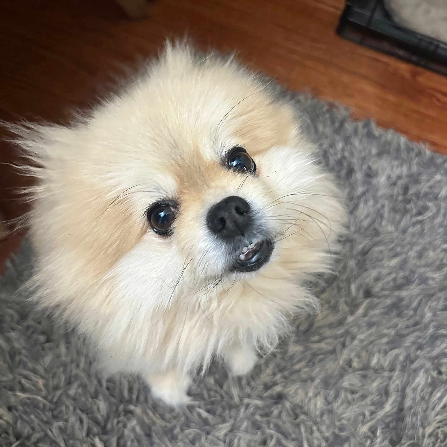 Louie