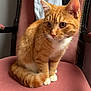 abyssinian, animal, armchair, cat, chair, couch, furniture, hardwood, kitten, manx, person, pet, plywood, siamese, wood