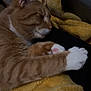 abyssinian, animal, armchair, blanket, cat, chair, couch, furniture, hardwood, kitten, manx, person, pet, shelf, siamese, sleeping, towel, wood