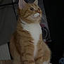 abyssinian, angora, animal, cat, face, hardwood, head, kitten, manx, person, pet, plywood, siamese, wood