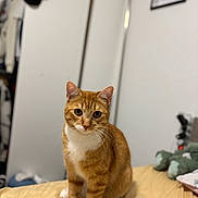 Flash participe au concours pour gagner de l'argent avec cette photo : cat, ginger_cat, white_paws, pet, indoor, bed, furniture, curious, sitting, animal, feline, whiskers, ears, eyes, domestic_cat, soft_light, blurred_background, cozy_room, stuffed_toy, clothes