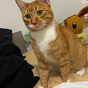 Flash participe au concours pour gagner de l'argent avec cette photo : animal, bed, cat, cozy, curious, cute, domestic, ears, feline, home, indoor, orange_tabby, paws, pet, plush_toy, soft_fur, stuffed_animal, toy, whiskers, white_fur