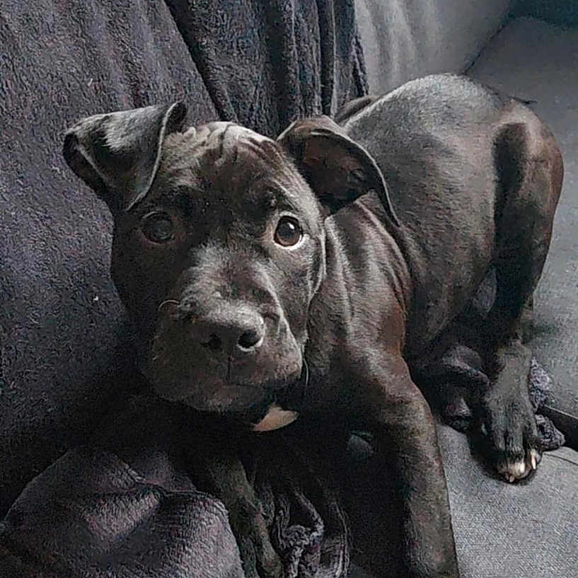 Aria a rejoint le concours — aidez-le/la à gagner de superbes lots ! animal, black_dog, blanket, canine, companion, couch, cozy, cute, dog, domestic_animal, fur, home, indoor, looking_up, pet, portrait, puppy, relaxed, resting, young_dog