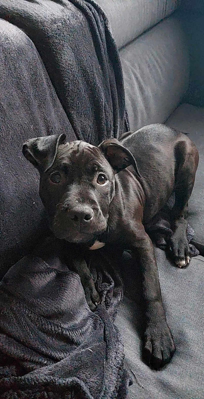 Aria a rejoint le concours — aidez-le/la à gagner de superbes lots ! dog, puppy, black_dog, couch, blanket, pet, indoor, resting, canine, fur, cute, looking_up, animal, domestic_animal, companion, cozy, relaxed, young_dog, portrait, home