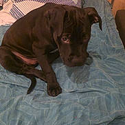 Aria a rejoint le concours — aidez-le/la à gagner de superbes lots ! puppy, dog, black_dog, bed, blanket, indoor, pet, animal, cute, young, fur, ears, face, looking, resting, comfort, sleeping_area, home, cozy, domestic