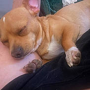 Claude joined the competition — help win amazing prizes! dog, sleeping, tan_dog, paw, pet, animal, closeup, rest, relaxation, indoor, fur, snout, cute, small_dog, cozy, human_lap, comfort, peaceful, nap, domestic_animal