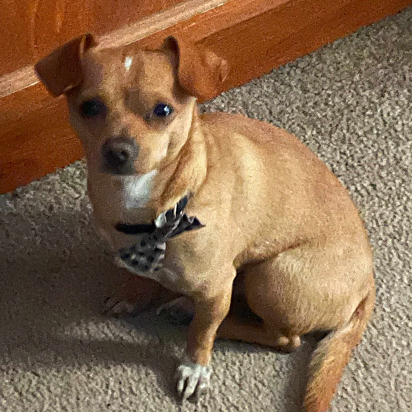 Claude joined the competition — help win amazing prizes! dog, small_dog, tan_dog, bow_tie, carpet, indoor, pet, canine, sitting, wooden_cabinet, fur, paw, tail, cute, animal, companion, domestic_animal, looking_at_camera, quiet, calm