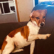 Ruby joined the competition — help win amazing prizes! animal, brown_and_white, canine, collar, comfort, couch, dog, domestic, fan, fur, home, indoor, living_room, looking, mammal, pet, relaxed, resting, side_view, window