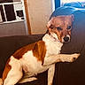 animal, brown_and_white, canine, collar, comfort, couch, dog, domestic, fan, fur, home, indoor, living_room, looking, mammal, pet, relaxed, resting, side_view, window
