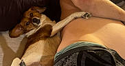 Ruby is registered to the contest to win money with this photo: animal, bed, comfort, companion, dog, furniture, human, indoor, man, mirror, paw, pet, pillow, reflection, relaxing, rest, shirtless, shorts, sleeping, tattoo